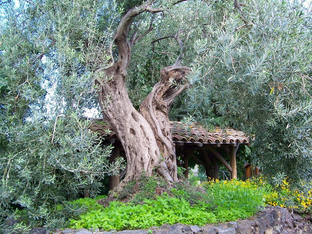 Villa Il Limoneto Acireale Exterior foto